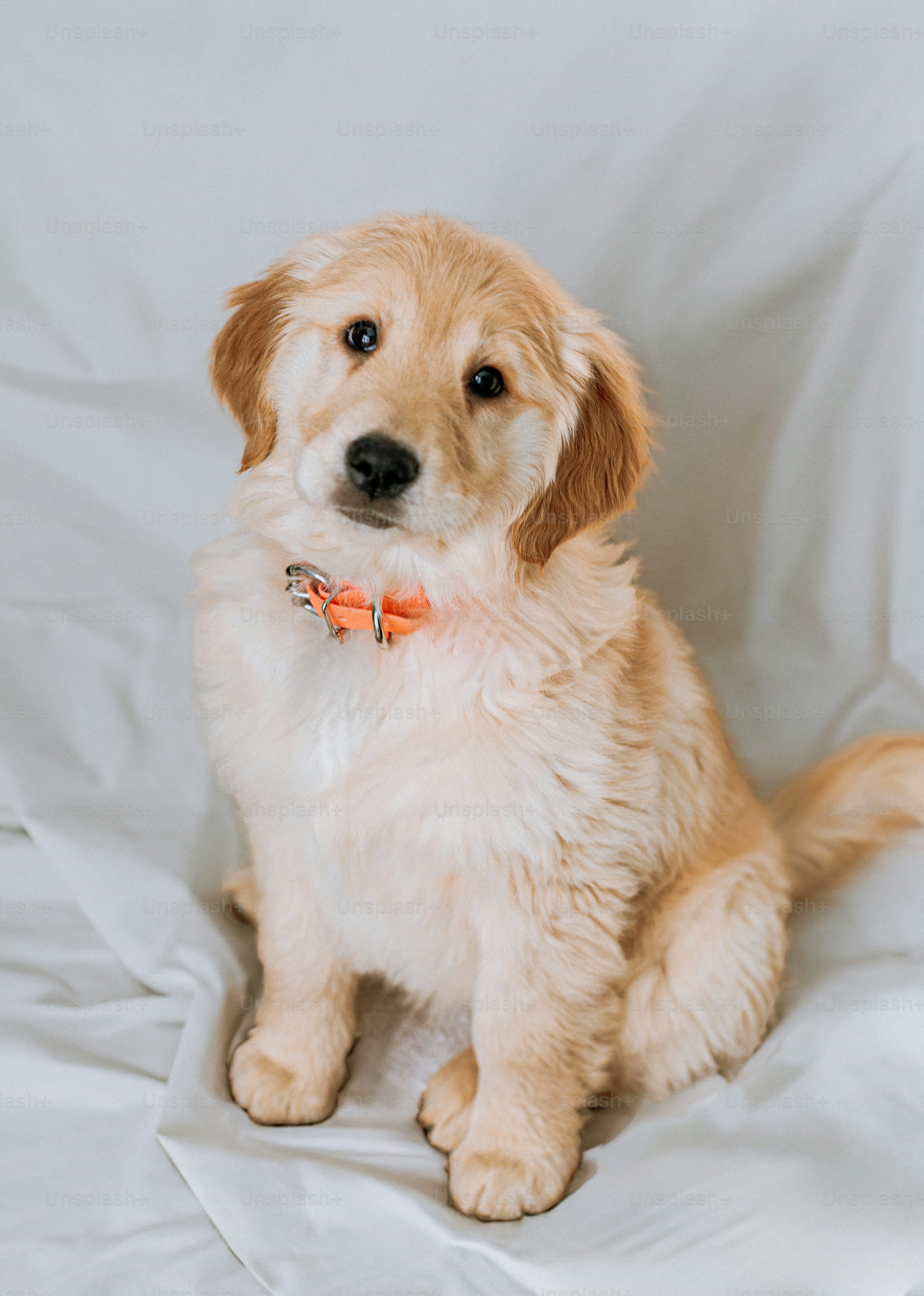 Happy doggo